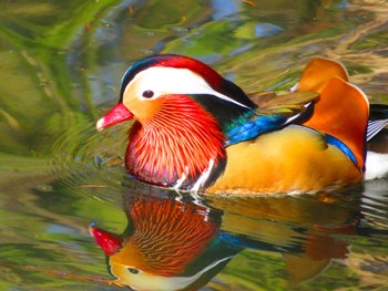 Mandarin Duck Maruyama Park Sat, 4/6/2024