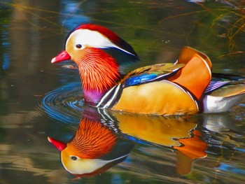 Mandarin Duck Maruyama Park Sat, 4/6/2024