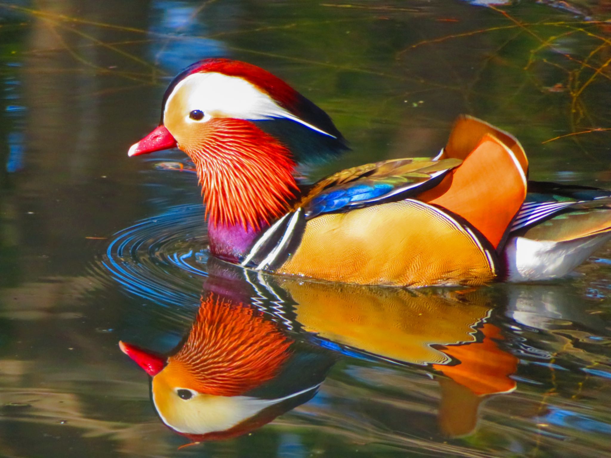 Photo of Mandarin Duck at Maruyama Park by xuuhiro