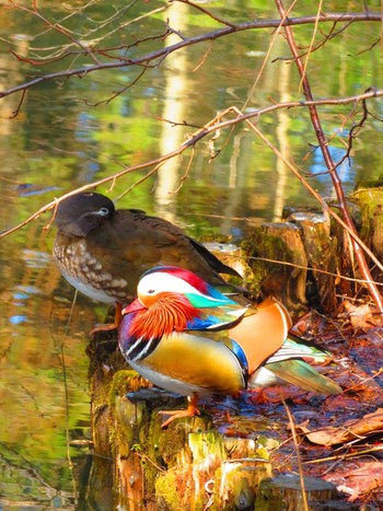 Mandarin Duck Maruyama Park Sat, 4/6/2024