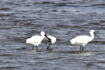 クロツラヘラサギ 葛西臨海公園 2024年4月2日(火)