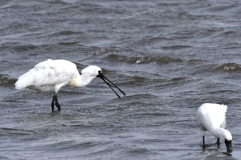 クロツラヘラサギ 葛西臨海公園 2024年4月2日(火)