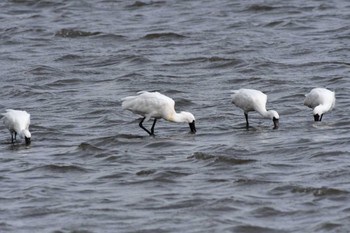 クロツラヘラサギ 葛西臨海公園 2024年4月2日(火)