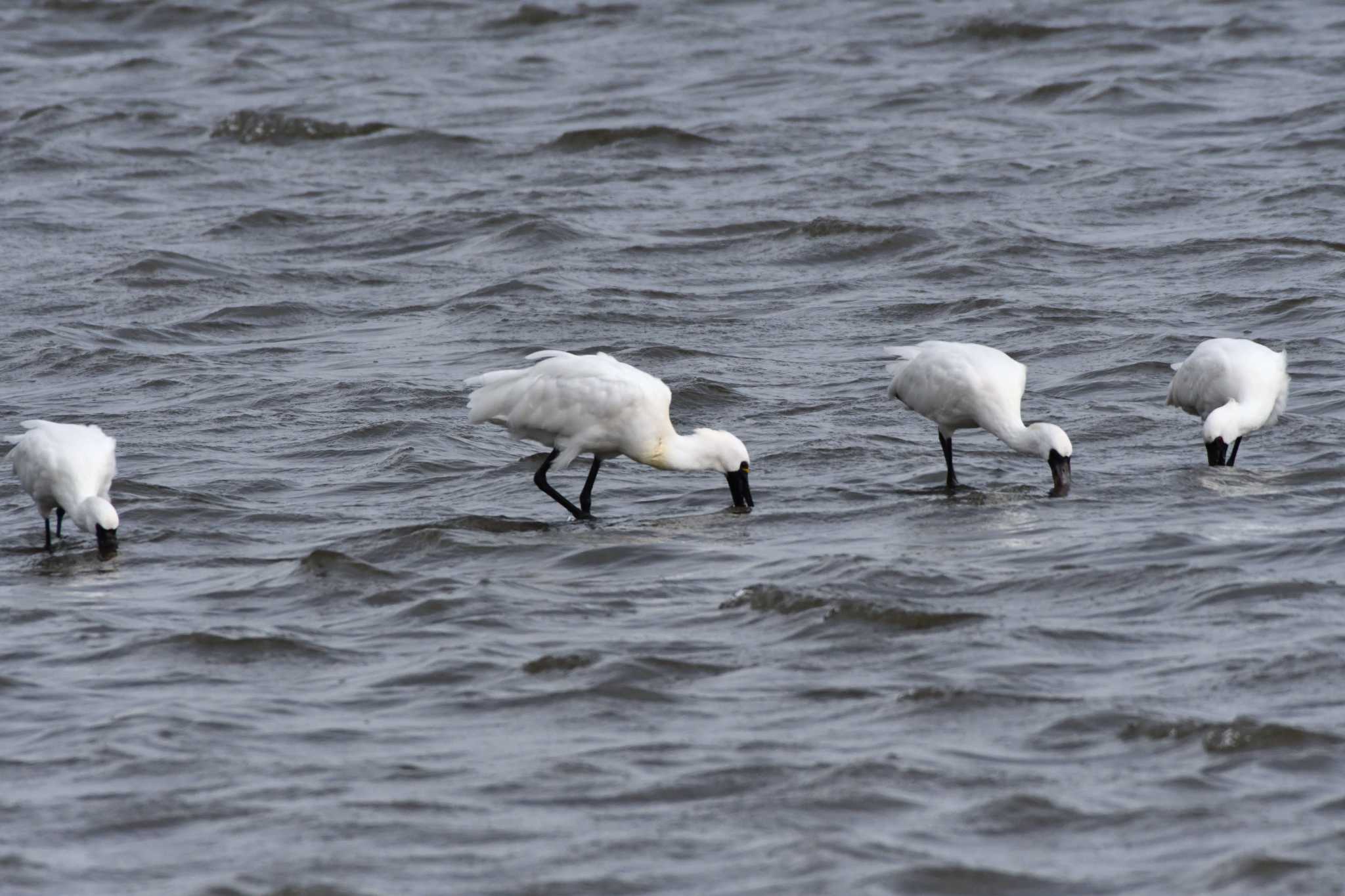 Photo of Black-faced Spoonbill at Kasai Rinkai Park by geto