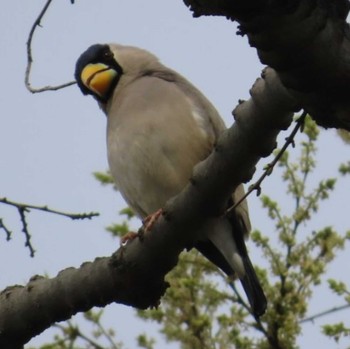 イカル 野鳥の池 2024年4月6日(土)