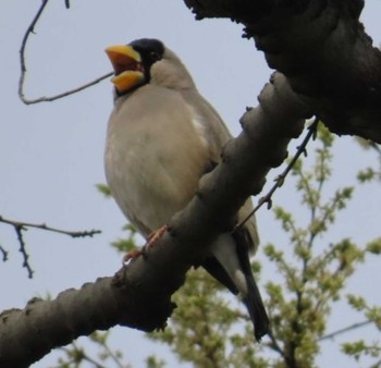 イカル 野鳥の池 2024年4月6日(土)