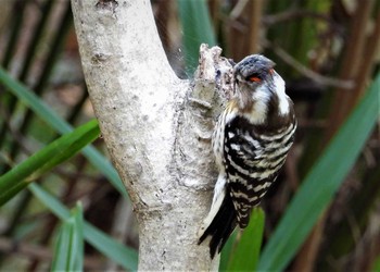 Japanese Pygmy Woodpecker Akigase Park Sat, 4/6/2024