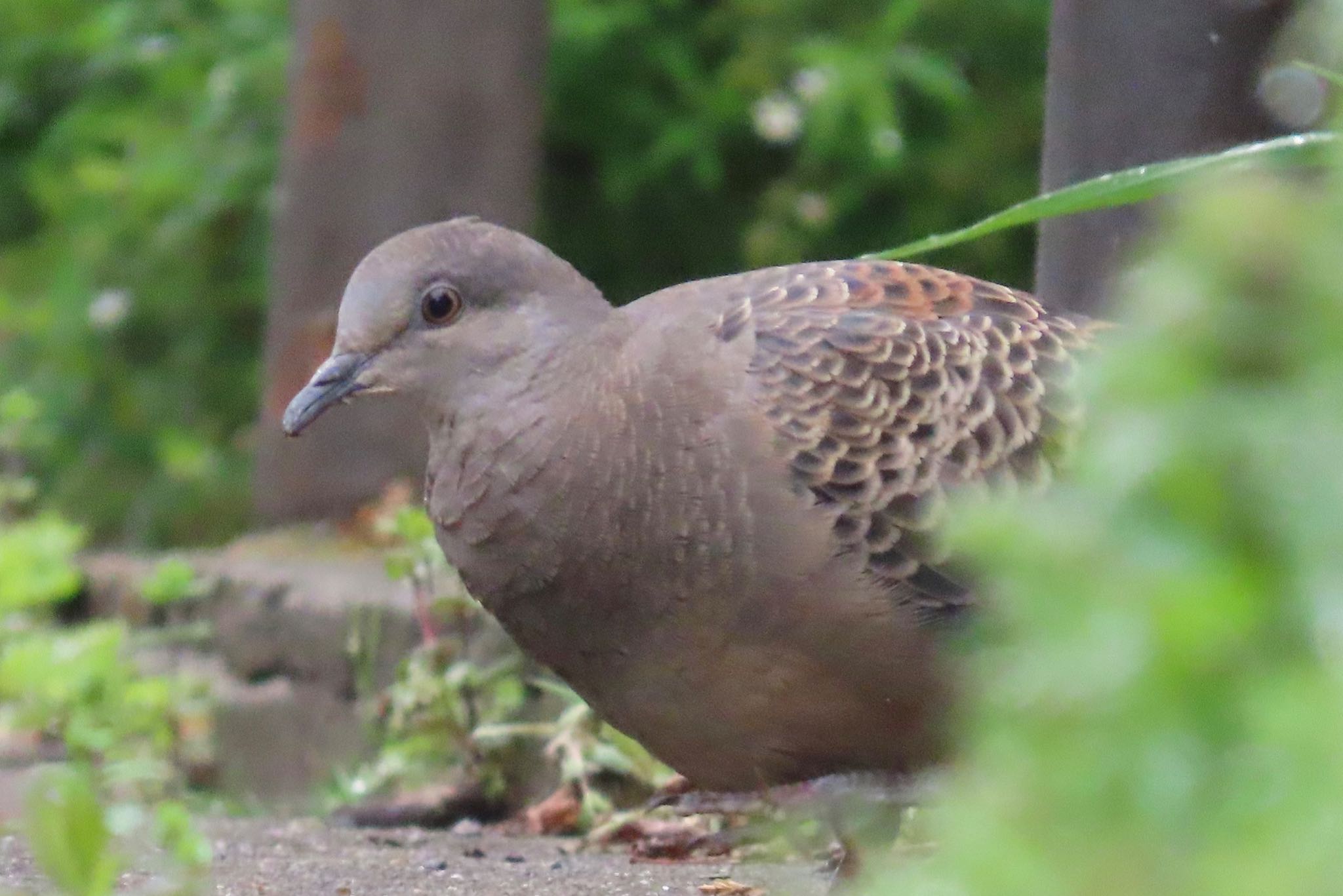 Photo of Oriental Turtle Dove at 谷ツ上公園(千葉市) by KozBird