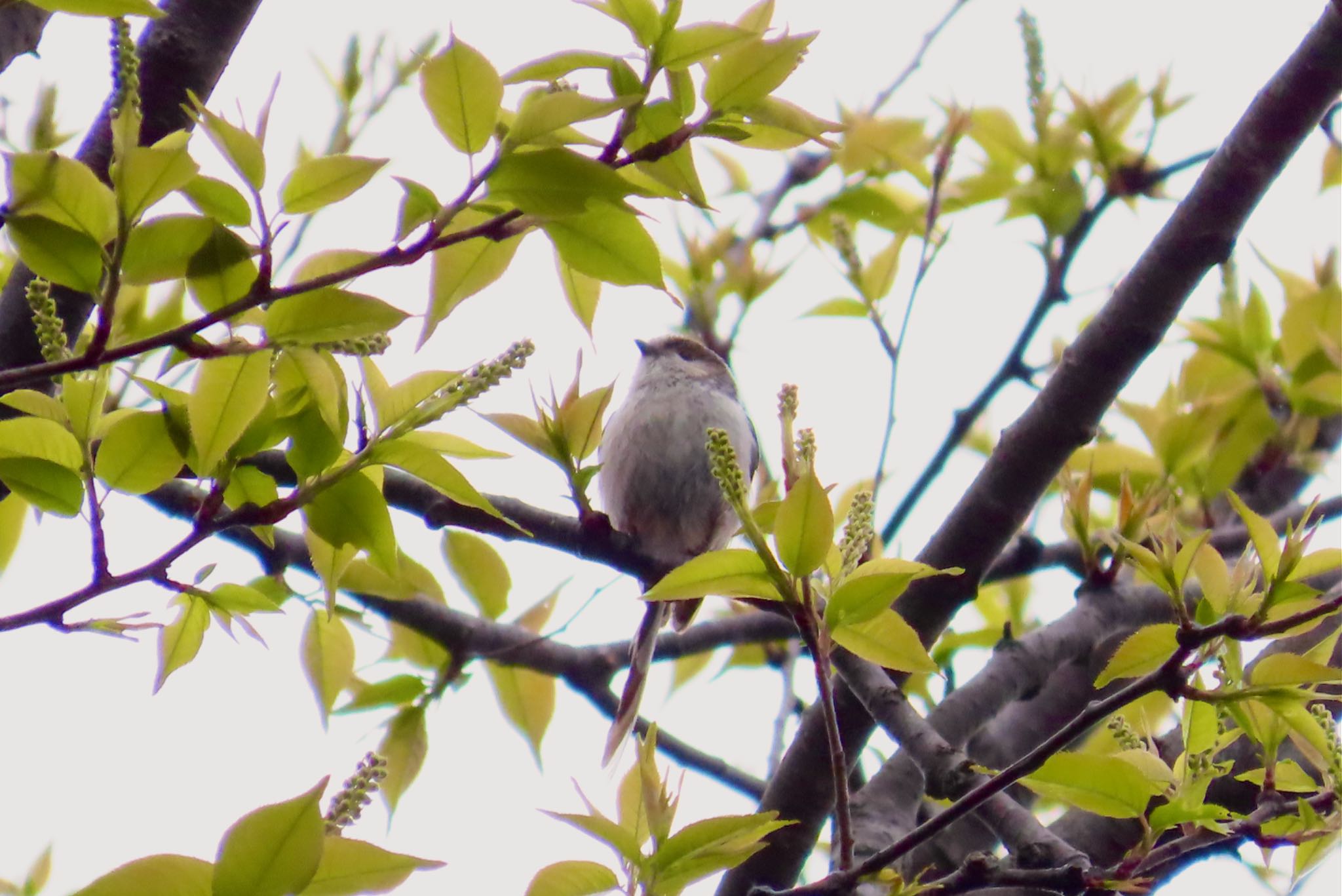 Photo of Long-tailed Tit at 谷ツ上公園(千葉市) by KozBird