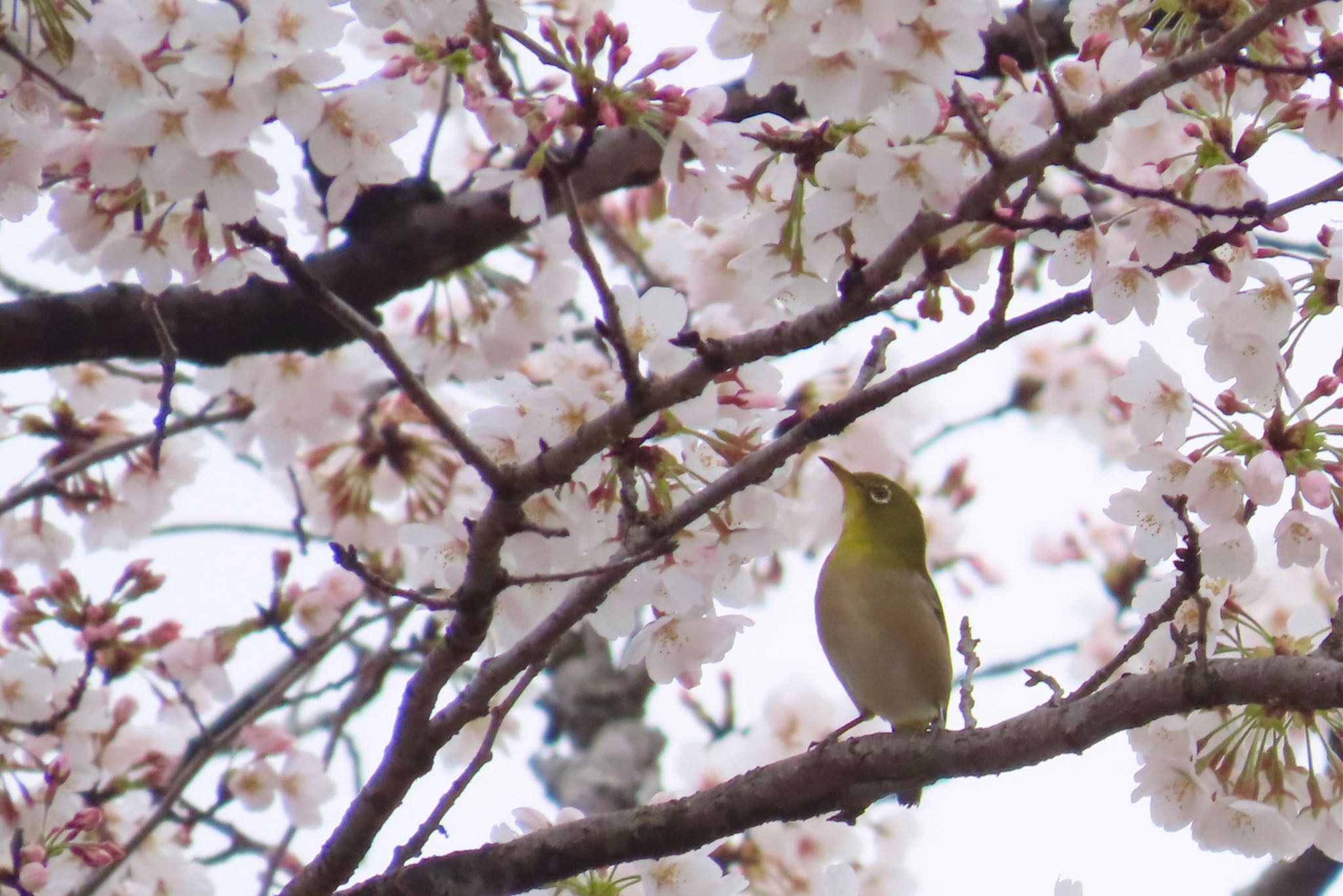 Photo of Warbling White-eye at 谷ツ上公園(千葉市) by KozBird