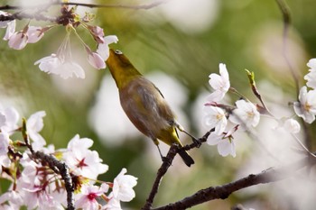 Warbling White-eye Akashi Park Sat, 4/6/2024