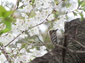 Japanese Pygmy Woodpecker Unknown Spots Sat, 4/6/2024