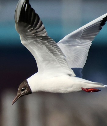 Black-headed Gull Nabeta Reclaimed land Mon, 4/1/2024