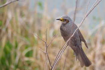 Brown-eared Bulbul 鶴見川(早渕川合流地点) Sat, 4/6/2024