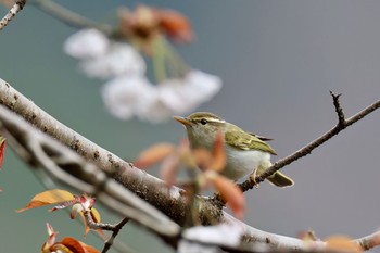 センダイムシクイ 日向渓谷 2024年4月6日(土)