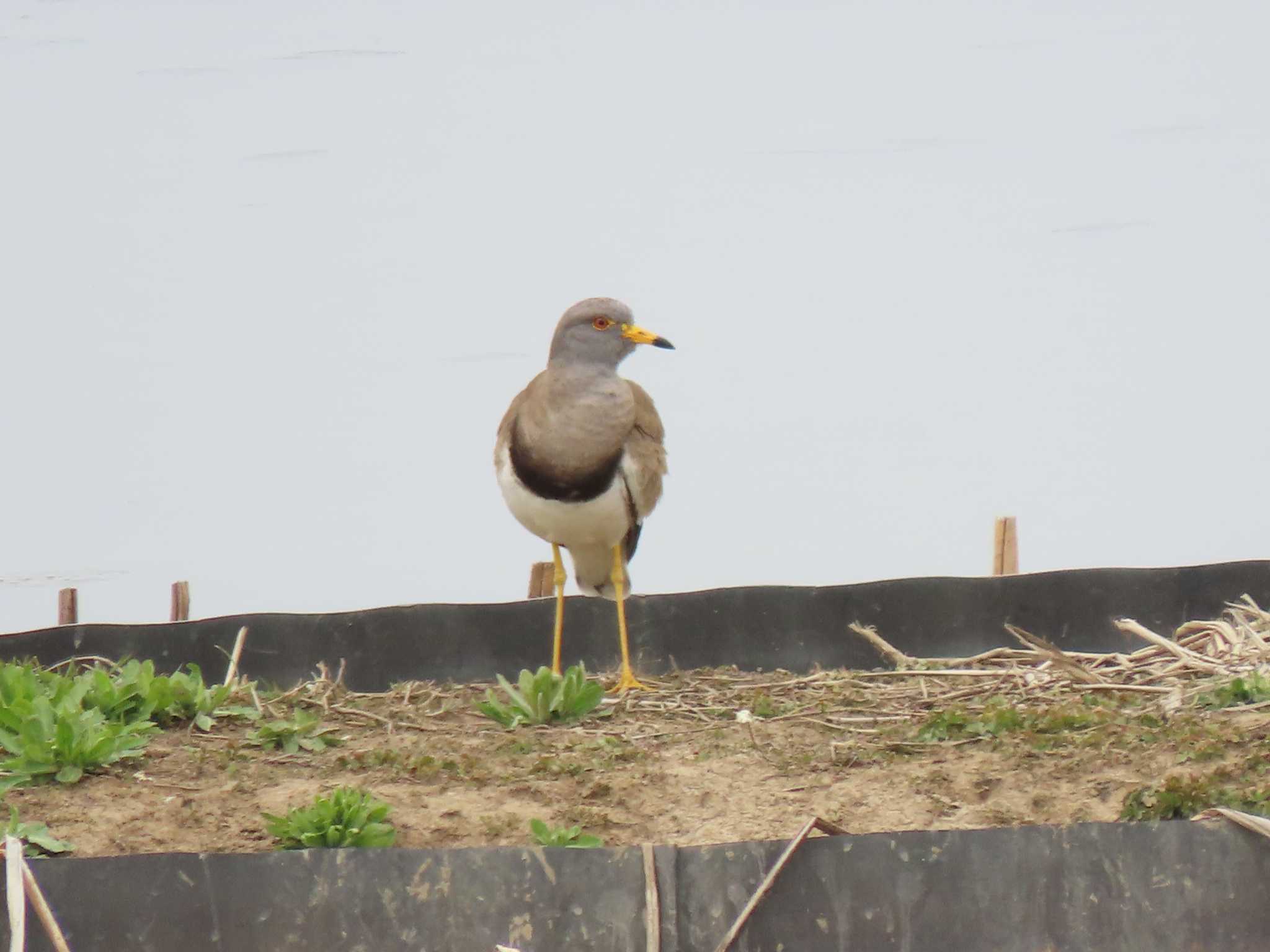 Grey-headed Lapwing