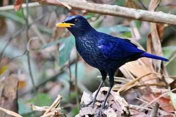 オオルリチョウ ベトナム 2024年4月1日(月)