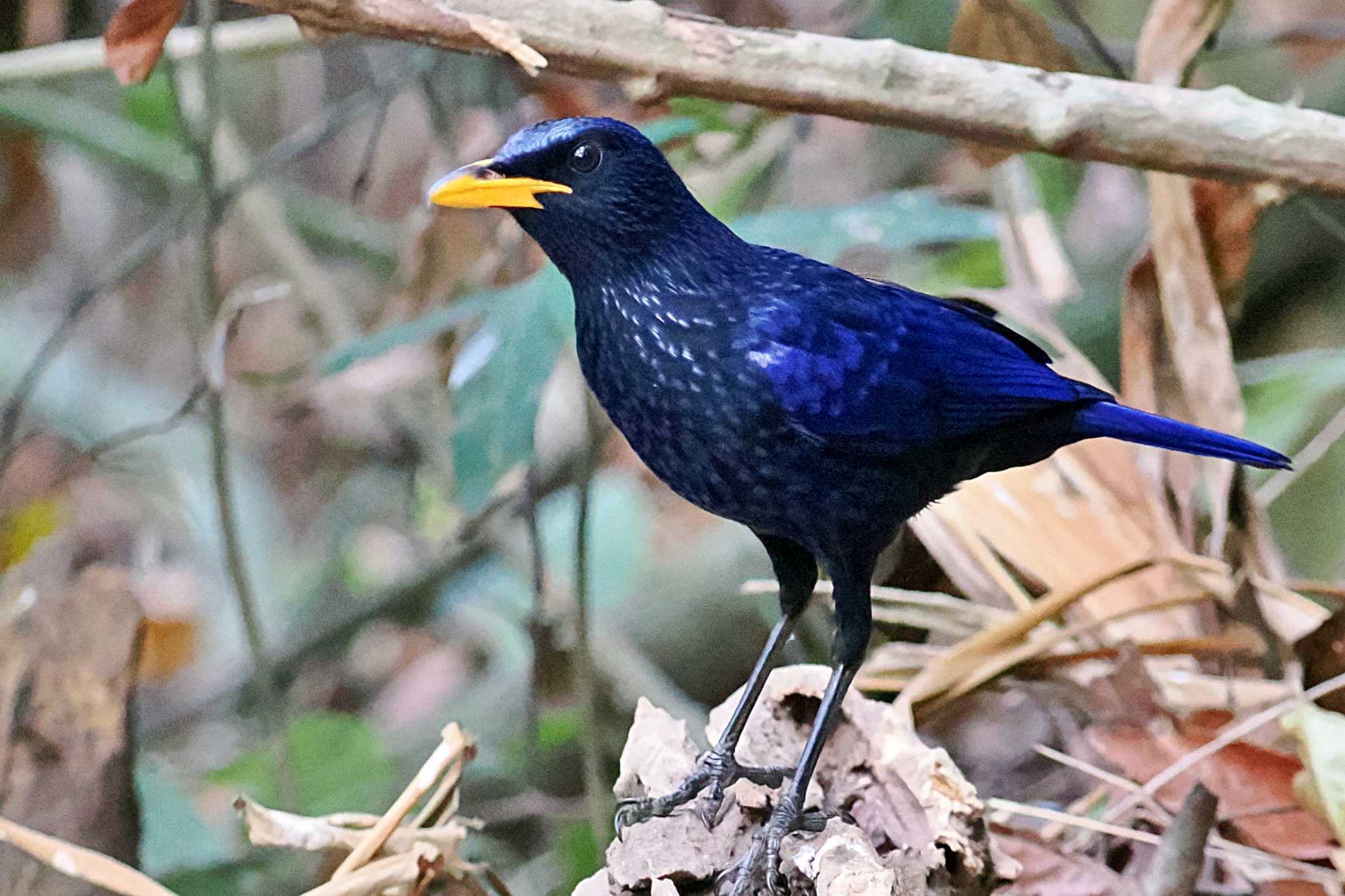 ベトナム オオルリチョウの写真