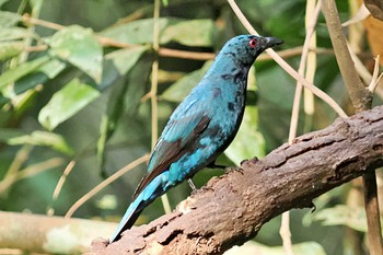 Asian Fairy-bluebird ベトナム Mon, 4/1/2024