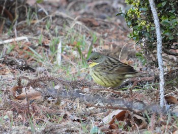 2024年2月10日(土) 阿見町ふれあいの森 茨城県稲敷郡阿見町の野鳥観察記録