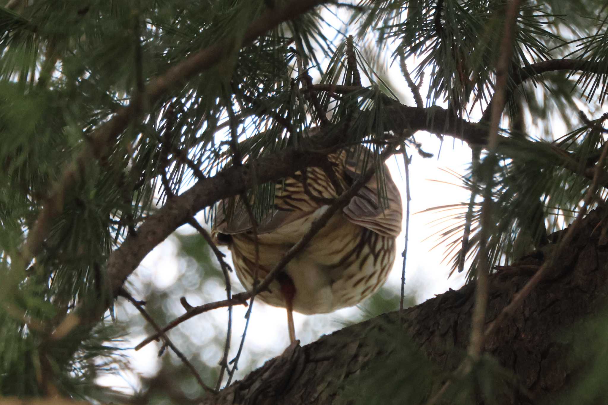 White's Thrush