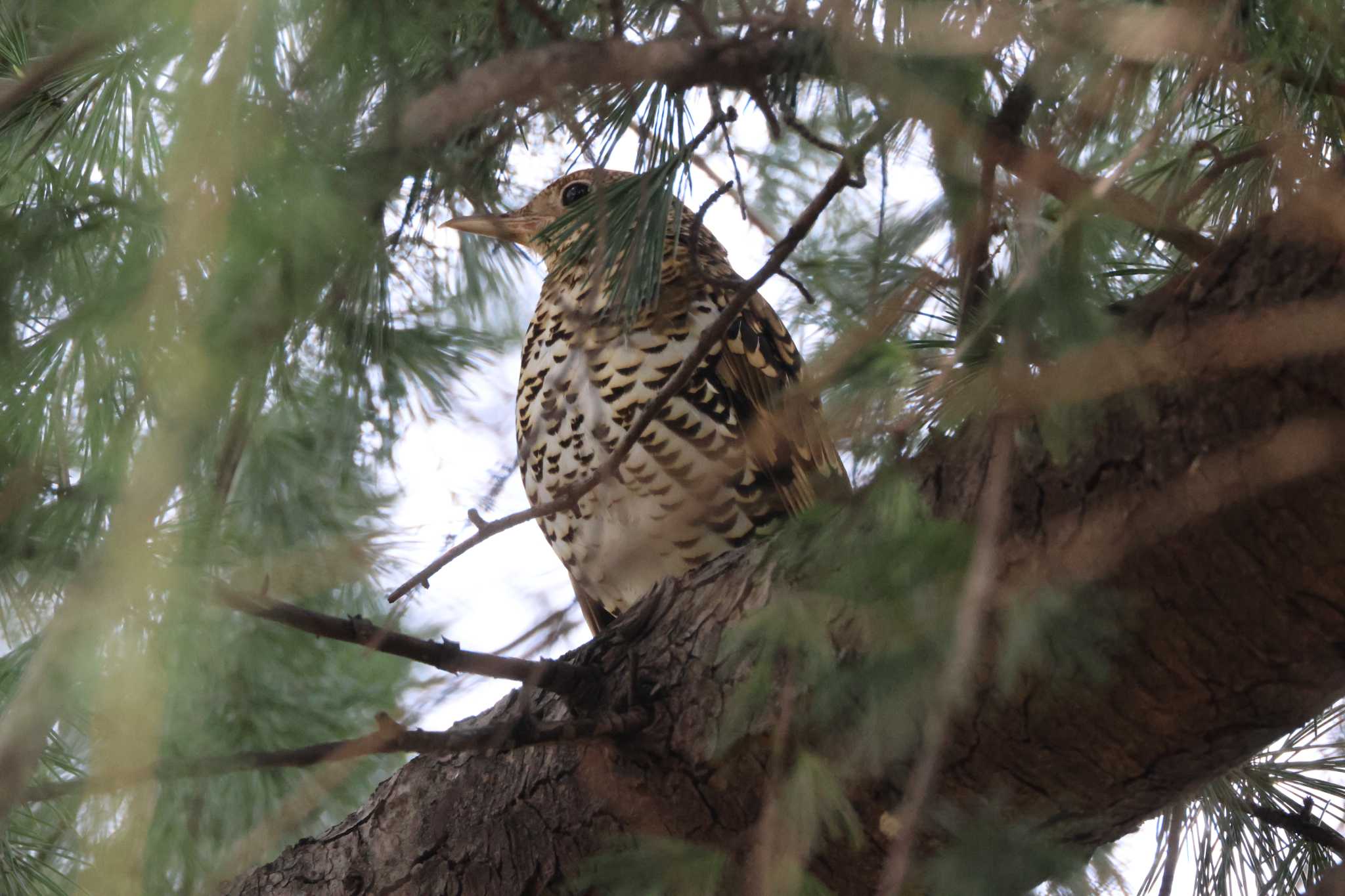 White's Thrush