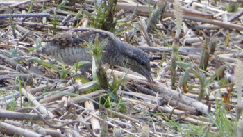 Eurasian Wryneck 奈良県 Wed, 3/27/2024