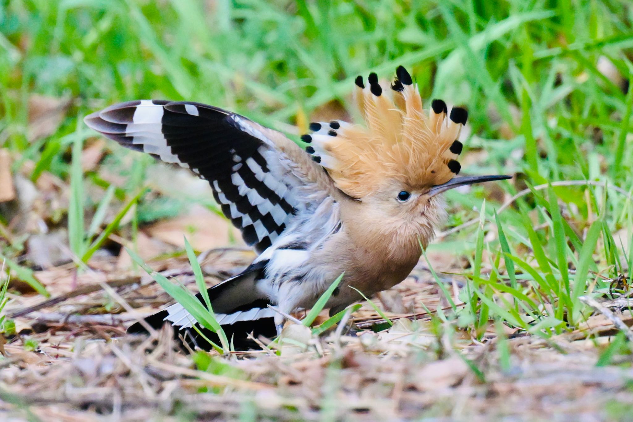  ヤツガシラの写真