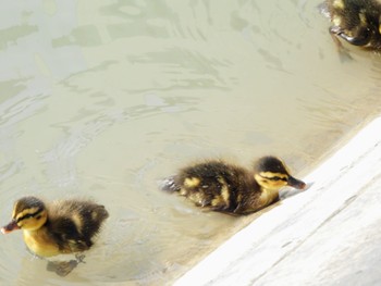 マガモ 静岡県中部 2024年4月6日(土)