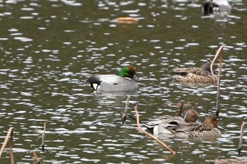 Falcated Duck 西池（滋賀県長浜市） Fri, 2/23/2024