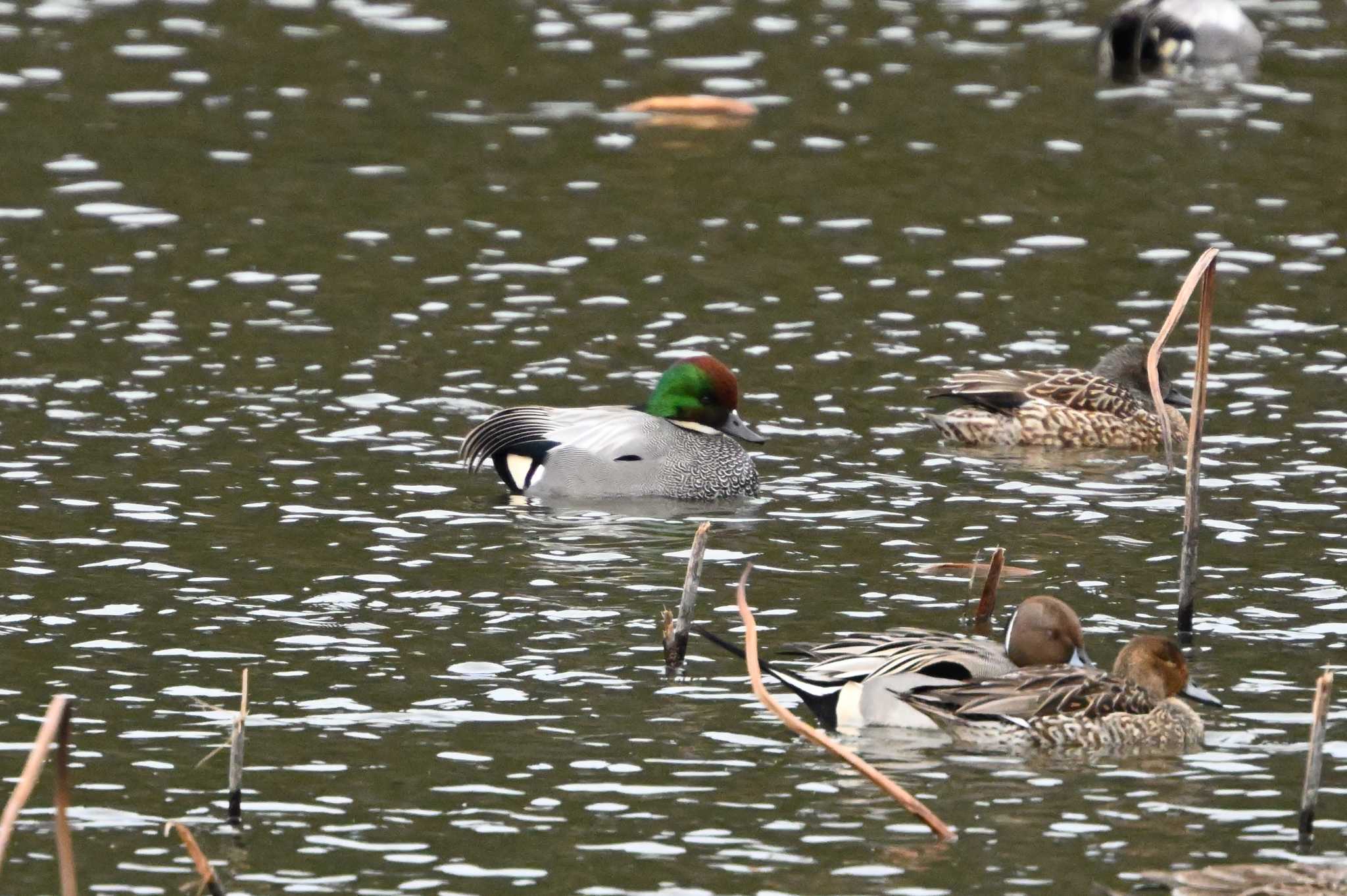 Falcated Duck