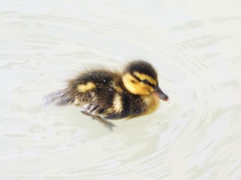 Mallard 静岡県中部 Sat, 4/6/2024