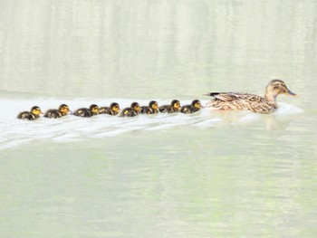 Mallard 静岡県中部 Sat, 4/6/2024