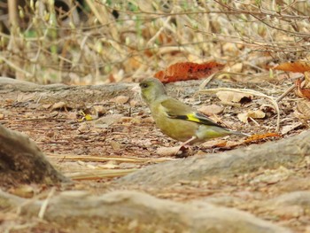 Sat, 4/6/2024 Birding report at きずきの森(北雲雀きずきの森)