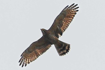 Grey-faced Buzzard Tokyo Port Wild Bird Park Sat, 4/6/2024