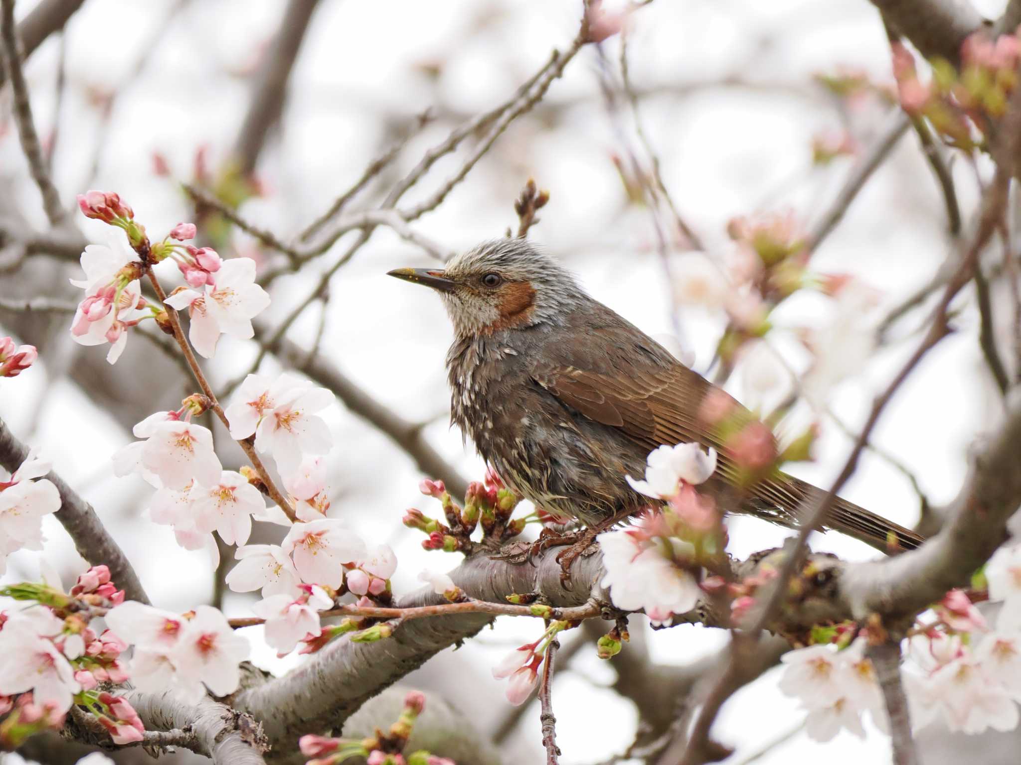 あらら、花粉いっぱいつけて・・