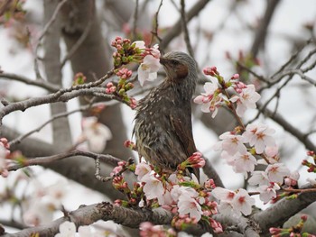 Brown-eared Bulbul 習志野市 Sat, 4/6/2024