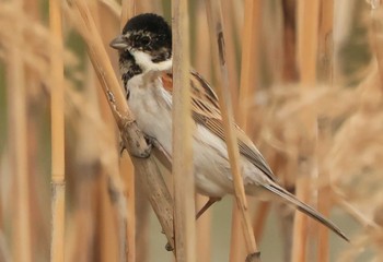 オオジュリン 東京港野鳥公園 2024年4月6日(土)