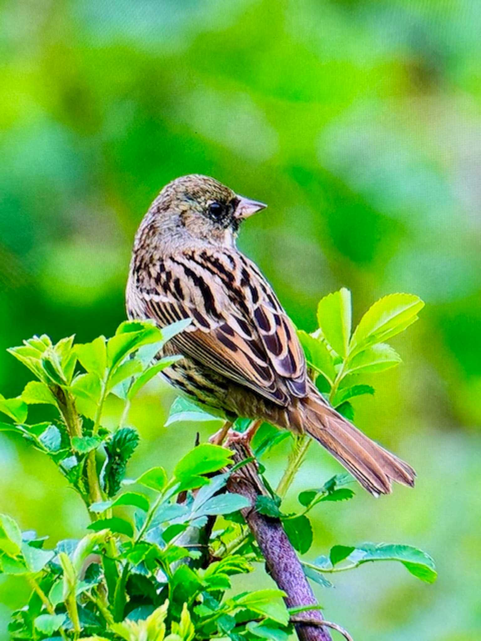 Masked Bunting