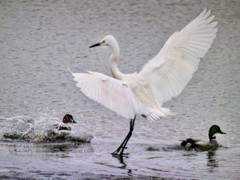 ダイサギ 秋ヶ瀬公園 2024年4月6日(土)