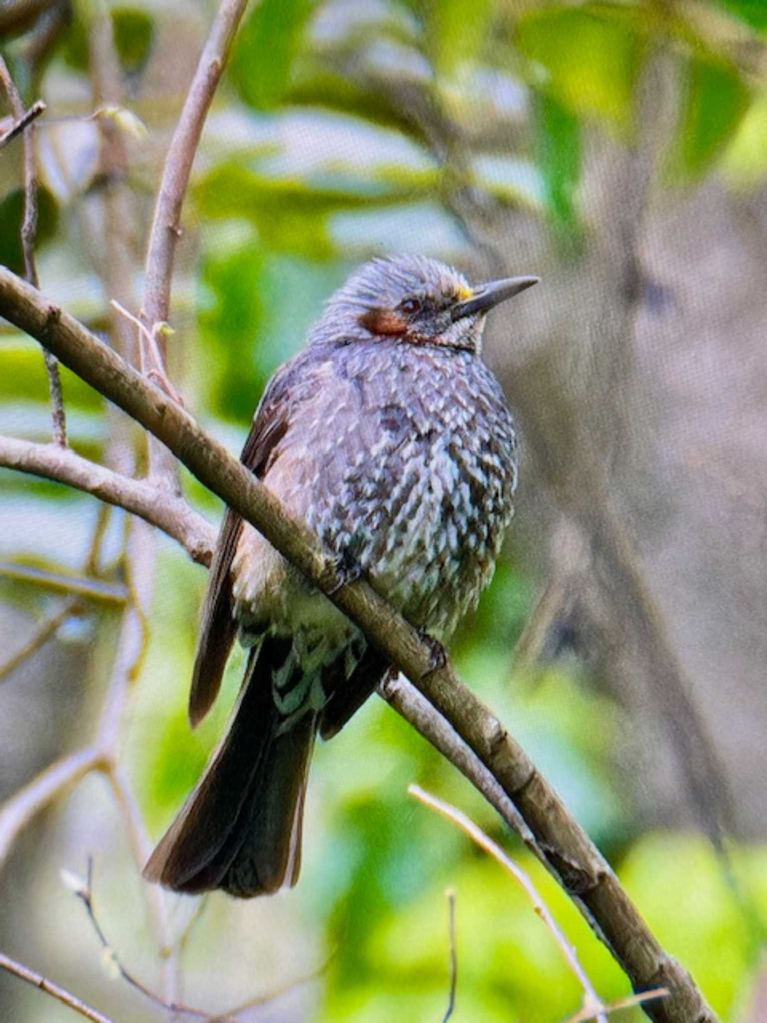 Brown-eared Bulbul