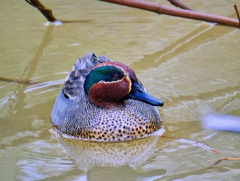 コガモ 秋ヶ瀬公園 2024年4月6日(土)