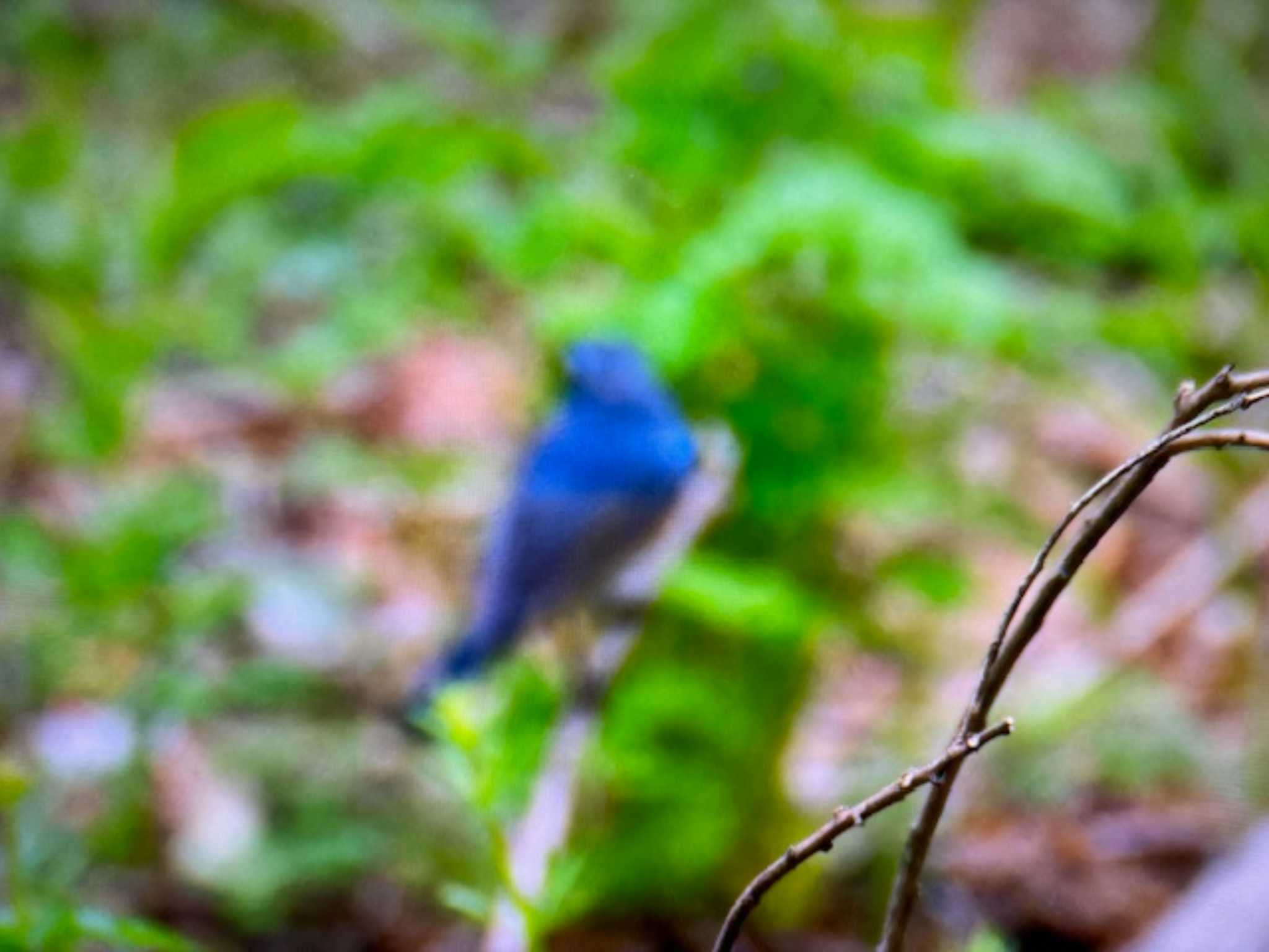 Red-flanked Bluetail