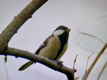 シジュウカラ 秋ヶ瀬公園 2024年4月6日(土)