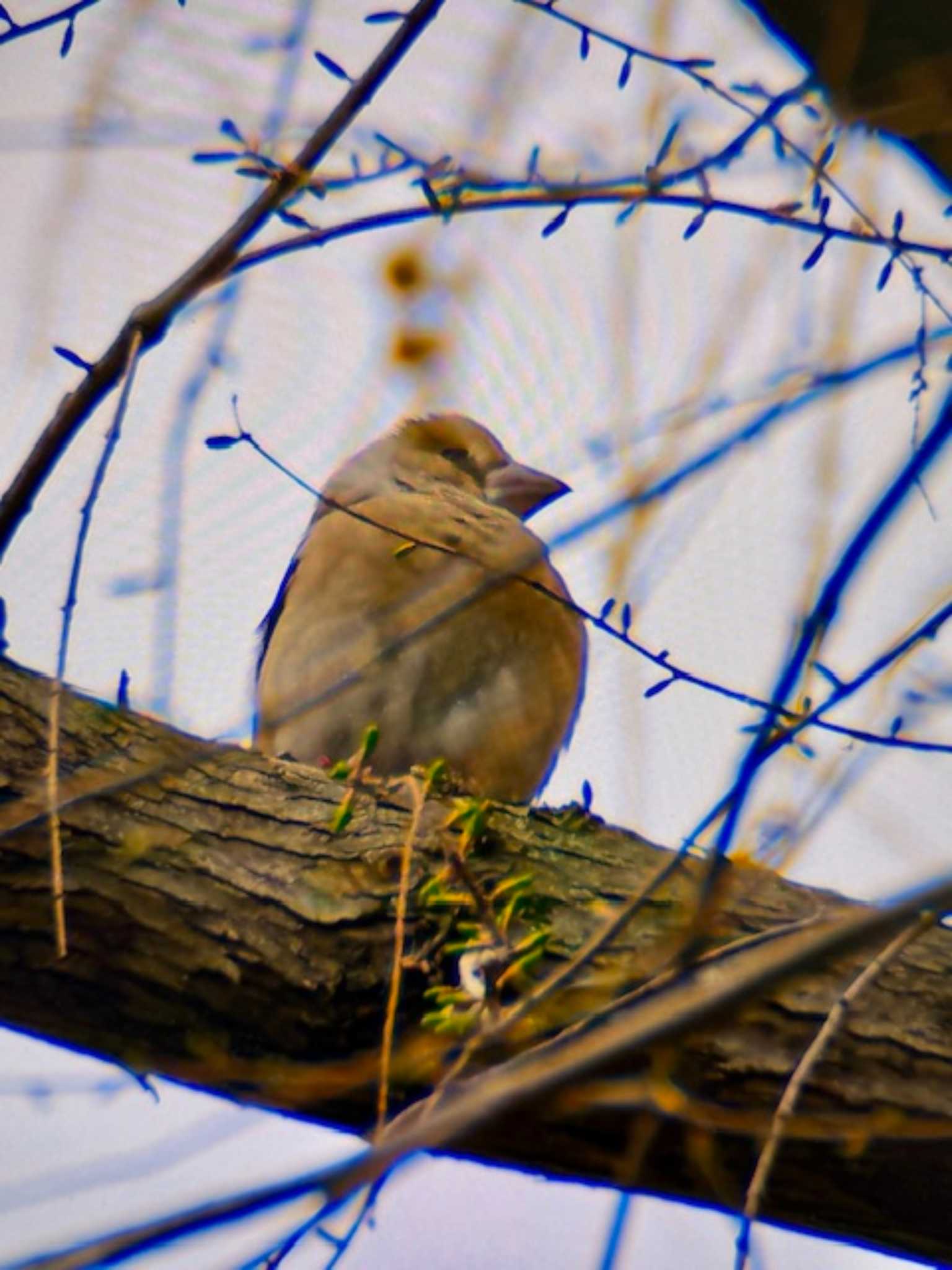 Hawfinch