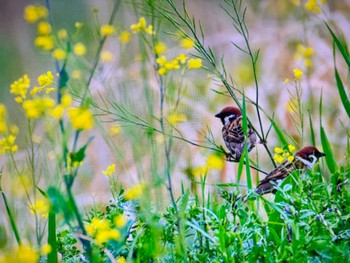 スズメ 秋ヶ瀬公園 2024年4月6日(土)