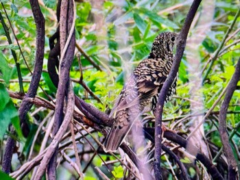 2024年4月6日(土) 秋ヶ瀬公園の野鳥観察記録