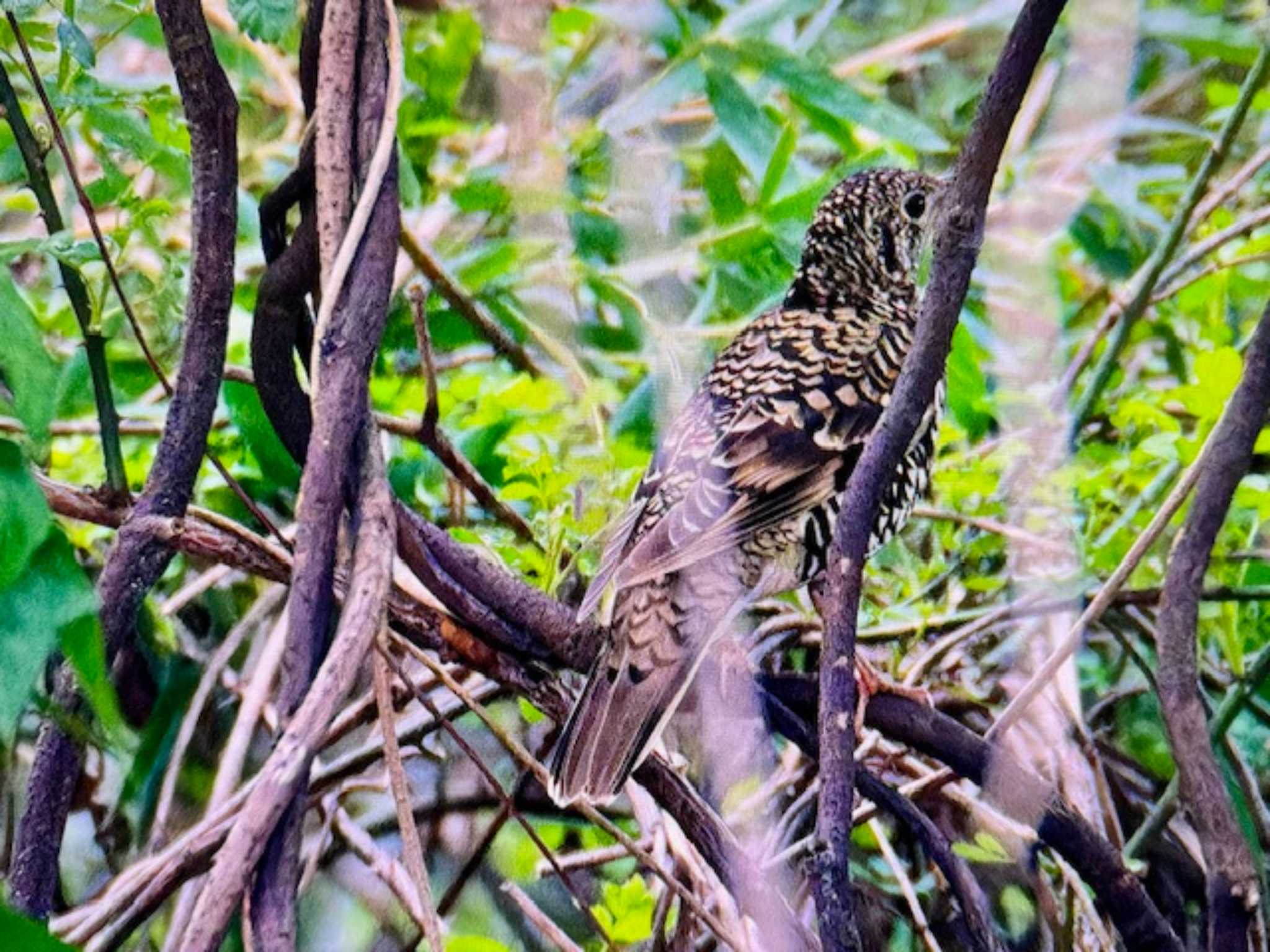 秋ヶ瀬公園 トラツグミの写真