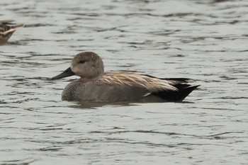 Gadwall Tokyo Port Wild Bird Park Sat, 4/6/2024