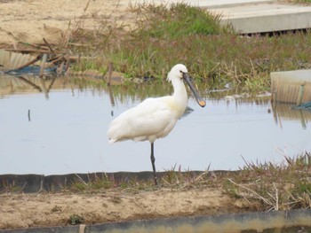 ヘラサギ 伊豆沼 2024年4月3日(水)